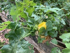 Hibiscus brackenridgei