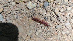 Kepolydesmus anderisus