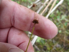 Juncus planifolius