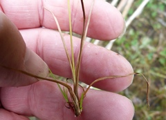 Juncus planifolius