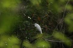 Egretta garzetta