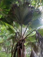 Pritchardia