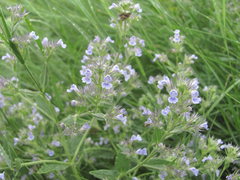 Nepeta parviflora