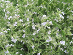Nepeta parviflora