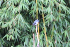 Melaenornis fischeri