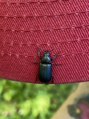 Platycerus oregonensis