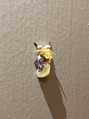 Megalopyge opercularis