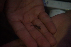 Sphaerodactylus nicholsi
