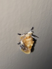 Megalopyge opercularis