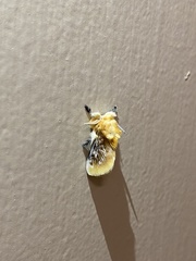 Megalopyge opercularis