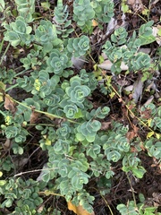 Wikstroemia uva-ursi