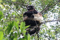 Propithecus edwardsi