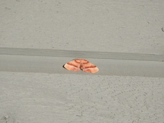 Plagodis phlogosaria