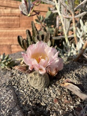 Tephrocactus