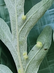 Phyllocoptes tenuirostris