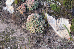 Corpuscularia lehmannii