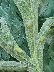 Phyllocoptes tenuirostris