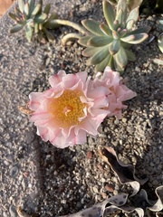 Tephrocactus
