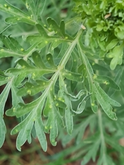Phyllocoptes tenuirostris