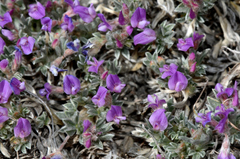Astragalus sericoleucus