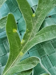 Phyllocoptes tenuirostris