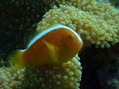 Amphiprion sandaracinos