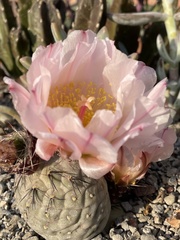 Tephrocactus