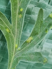 Phyllocoptes tenuirostris
