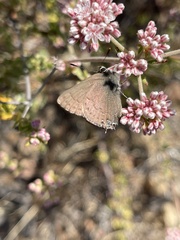 Satyrium saepium chalcis