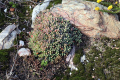 Corpuscularia lehmannii