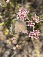 Satyrium saepium chalcis