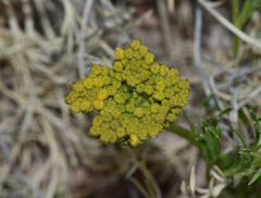 Musineon tenuifolium