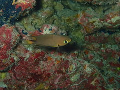Pycnochromis atripes