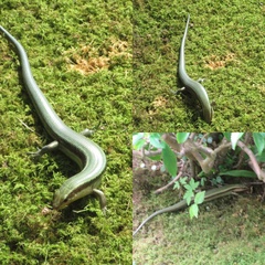 Plestiodon japonicus