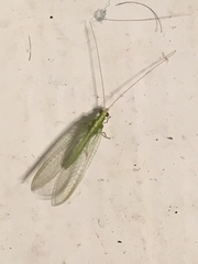 Chrysopidae