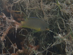 Pomacentrus amboinensis