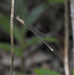 Indolestes tenuissimus