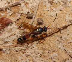 Ichneumon ambulatorius