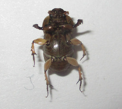Euoniticellus intermedius