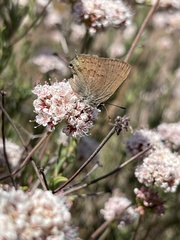 Satyrium saepium chalcis