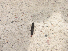 Platydracus mysticus