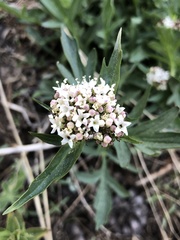Valeriana californica