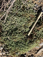 Euphorbia polycarpa polycarpa