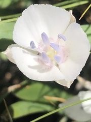Calochortus minimus