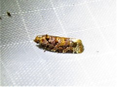 Argyrotaenia tabulana