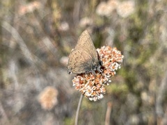 Satyrium saepium chalcis
