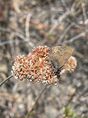Satyrium saepium chalcis
