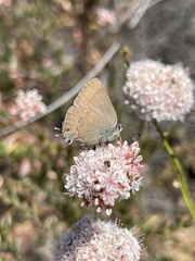 Satyrium saepium chalcis