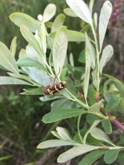 Xylotrechus insignis