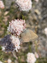 Satyrium saepium chalcis